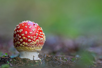 Amanita muscaria