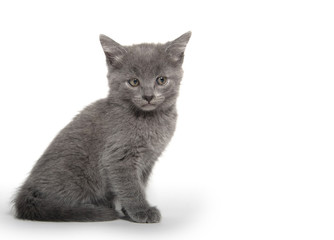Cute gray kitten on white