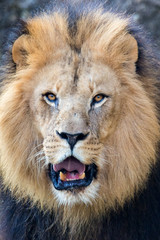 The lion (Panthera leo)