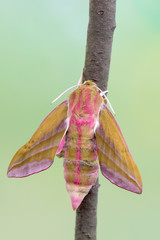Obraz premium Butterfly - elephant hawk-moth - Deilephila elpenor