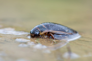 Great diving beetle