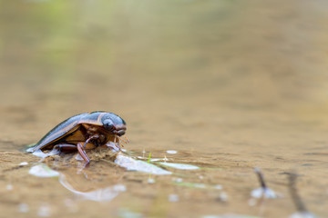 Great diving beetle
