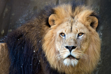 The lion (Panthera leo)