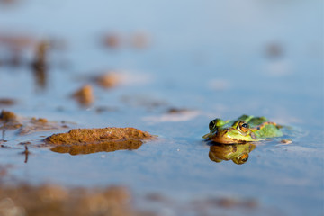 common European frog