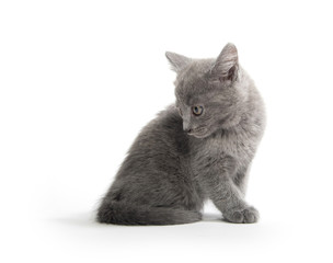 Cute gray kitten on white