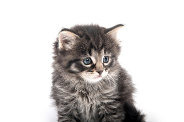 Portrait of cute tabby kitten on white