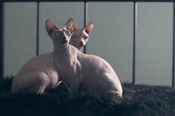 Two Sphynx cats sitting on the bed and looking curious. 