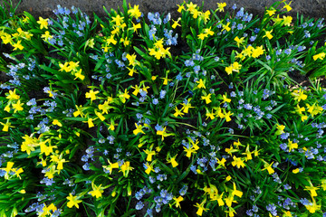 bluebell flowers river