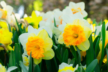 Blooming yelow daffodils