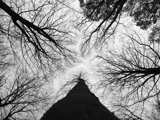 Looking up to the crowns of five tress on a windy and stormy day.