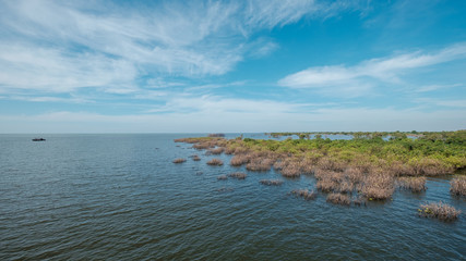 Mangrove Vegetation on Tonle Sap Lake