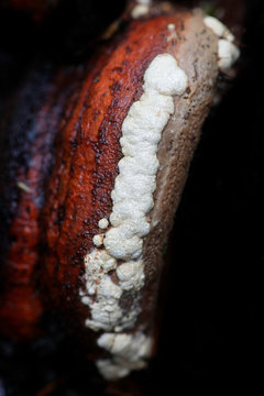 Ochre cushion, Hypocrea pulvinata, growing as a parasite on red belt conk, Fomitopsis pinicola.