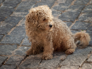 Hund in den Straßen von Lissabon