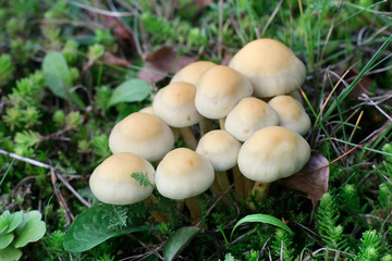 Conifer tuft mushroom, Hypholoma capnoides, an edible wild mushroom from Finland