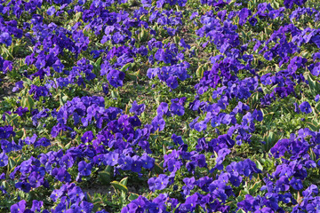 Purple Flowers