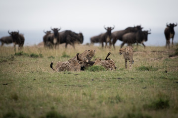 Cheetahs attacking wildebeest