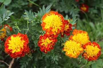 Zinnia Flowers