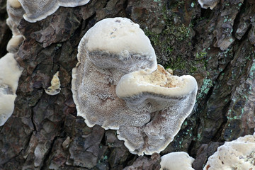 Alder bracket fungus, Mensularia radiata