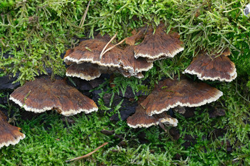 Alder bracket fungus, Mensularia radiata