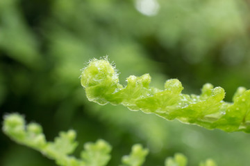 close up of fern leaf  unfolding with morning, narrow depth of field 