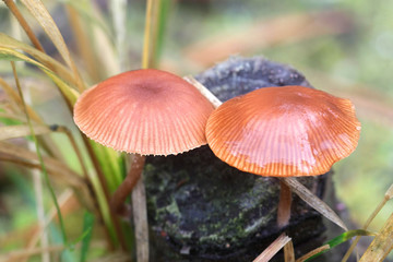 Tubaria furfuracea, commonly known as the scurfy twiglet