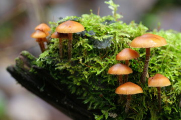 Funeral bell,  Galerina marginata, a deadly poisonous wild mushroom