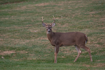 white-tailed deer buck walking through a meadow