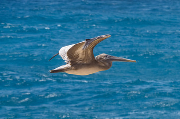 Fototapeta na wymiar Grand gosier (brown pelican) flying over sea