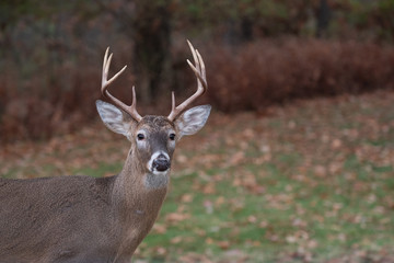White-tailed deer buck along the edge of the woods