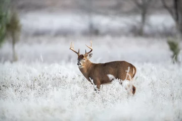 Fotobehang White-tailed deer buck in frost covered field © Tony Campbell
