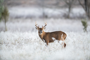 White-tailed deer buck in frost covered field