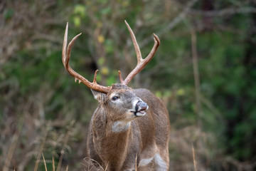 White-tailed deer buck lip curl