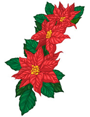 Poinsettia flowers bouquet. Christmas floral decoration element.  Three red flowers with leaves. Vector illustration.