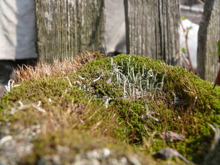 Close-up of a wooden fence overgrown with moss and lichen