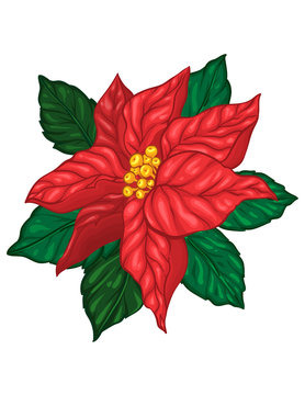 Poinsettia flower. Christmas floral decoration element. Isolated red flower with leaves. Vector illustration.