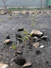 Fresh little sprouts on the black ground