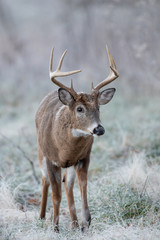 White-tailed deer buck in frost covered field