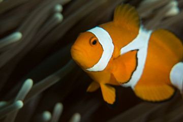 Clown anemonefish in its host anemone