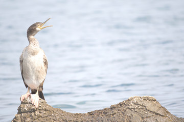 European shag or common shag (Phalacrocorax aristotelis) in Croatia 