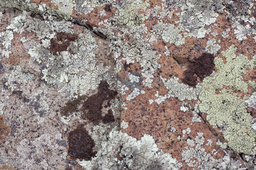 lichen on the rock texture