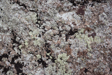lichen on the rock texture