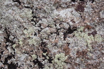 lichen on the rock texture