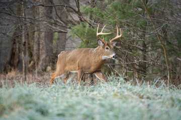 Naklejka na ściany i meble White-tailed deer buck in open meadow