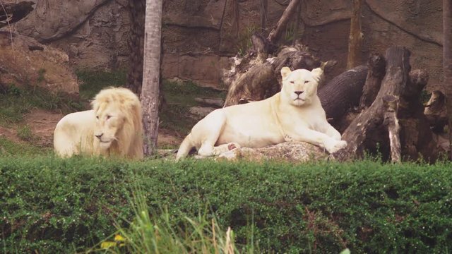 Male and female white lion.The white lions are a colour mutation of the Transvaal lion , Panthera leo krugeri, also known as the Southeast African or Kalahari lion.