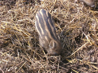 Obraz premium Wildschwein Ferkel wühlt im Stroh