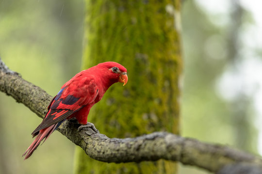 Red Lory, Eos bornea. Portrait of a small colorful parrot sitting on a branch.