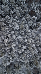 There are snowy tops of pine-trees from drone. Drone flying above the wood.