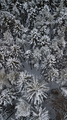 Image from drone showing fir-trees in the forest.