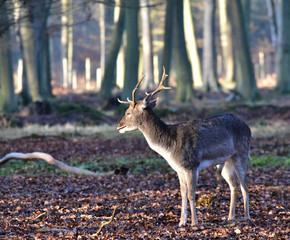 Jeune daim - forêt de Roumare Rouen