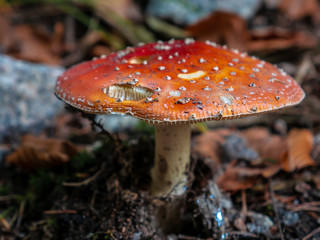 fly agaric mushroom in the forest